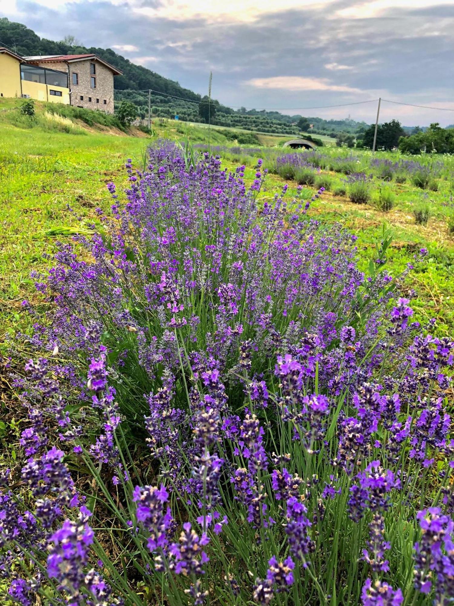Agriturismo Al Mancino Lonato Luaran gambar